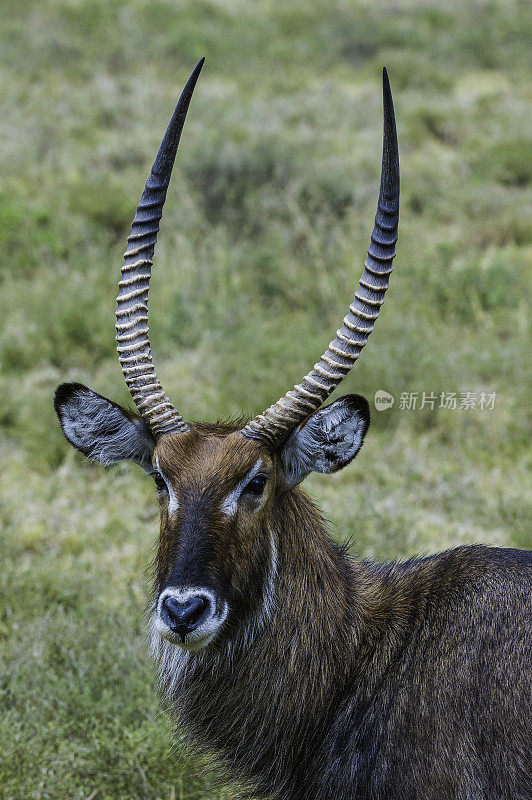 defassa waterbuck (Kobus ellipsiprymnus defassa)是广泛分布于撒哈拉以南非洲的一种大型羚羊。